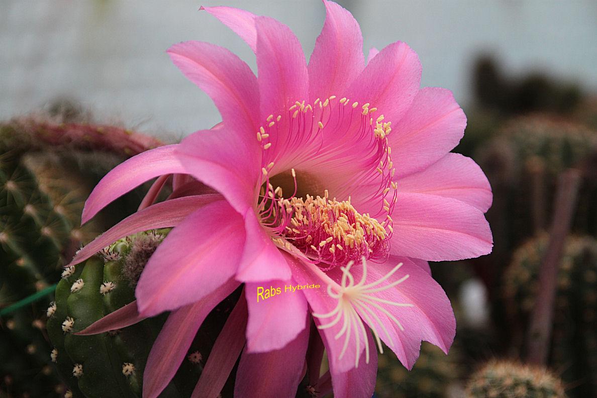 1.(EH.eyriesii v. grandiflora X Chimu).RAB.1.jpg 